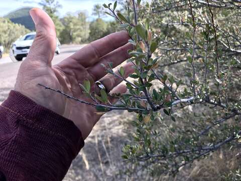 Image of Cercocarpus montanus var. paucidentatus (S. Wats.) F. L. Martin