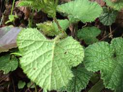 Image of Rubus pectinellus Maxim.