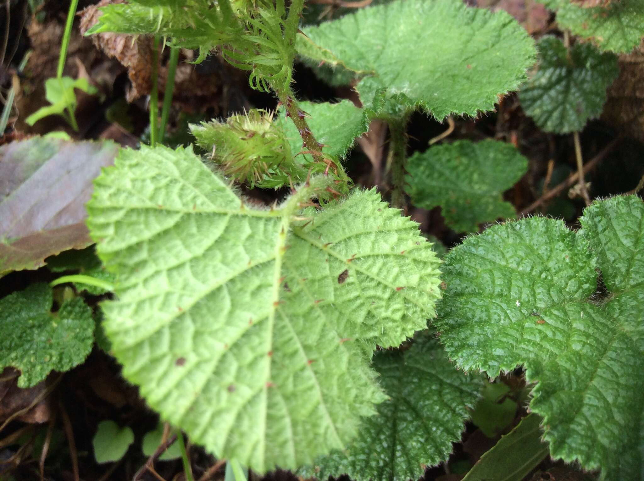 Image of Rubus pectinellus Maxim.