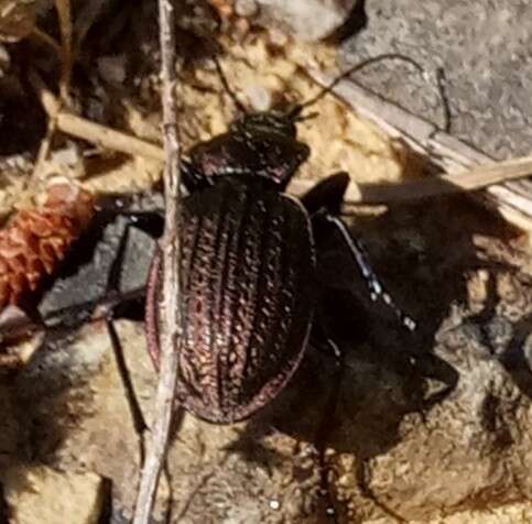 Image of Carabus (Eurycarabus) faminii Dejean 1826