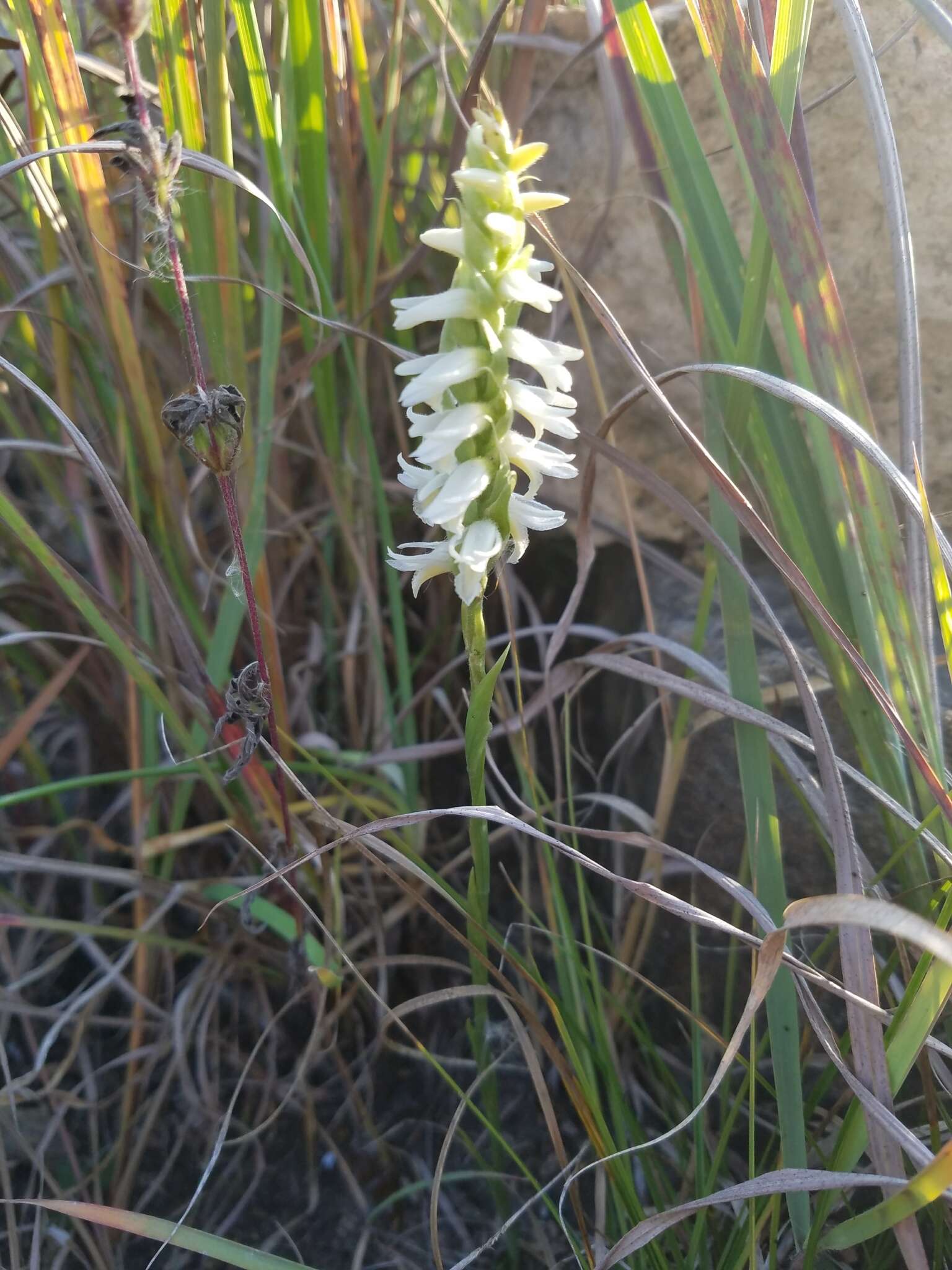 Spiranthes magnicamporum Sheviak的圖片