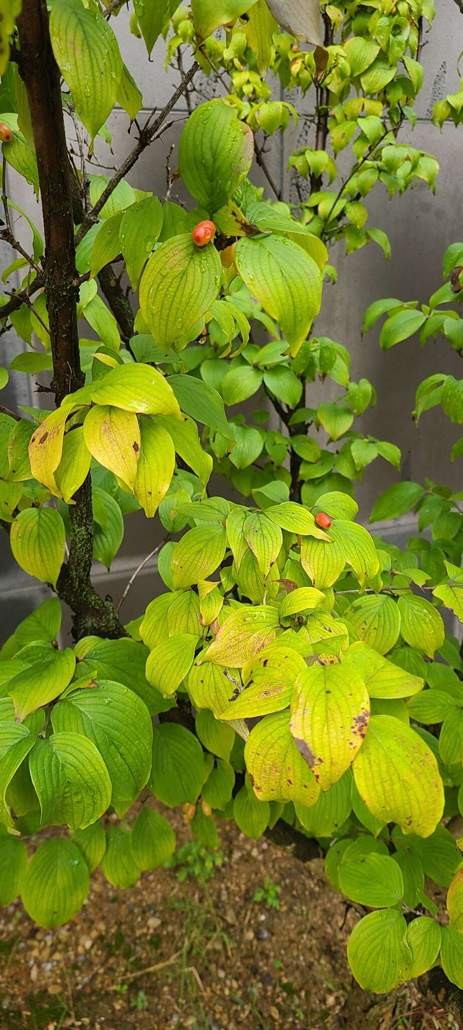 Plancia ëd Cornus officinalis Siebold & Zucc.