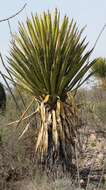 Sivun Yucca carnerosana (Trel.) McKelvey kuva