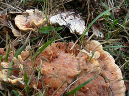 Image de Abortiporus