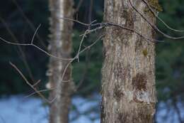 Plancia ëd Ulmus americana L.