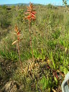 Image of Aloe brevifolia var. brevifolia