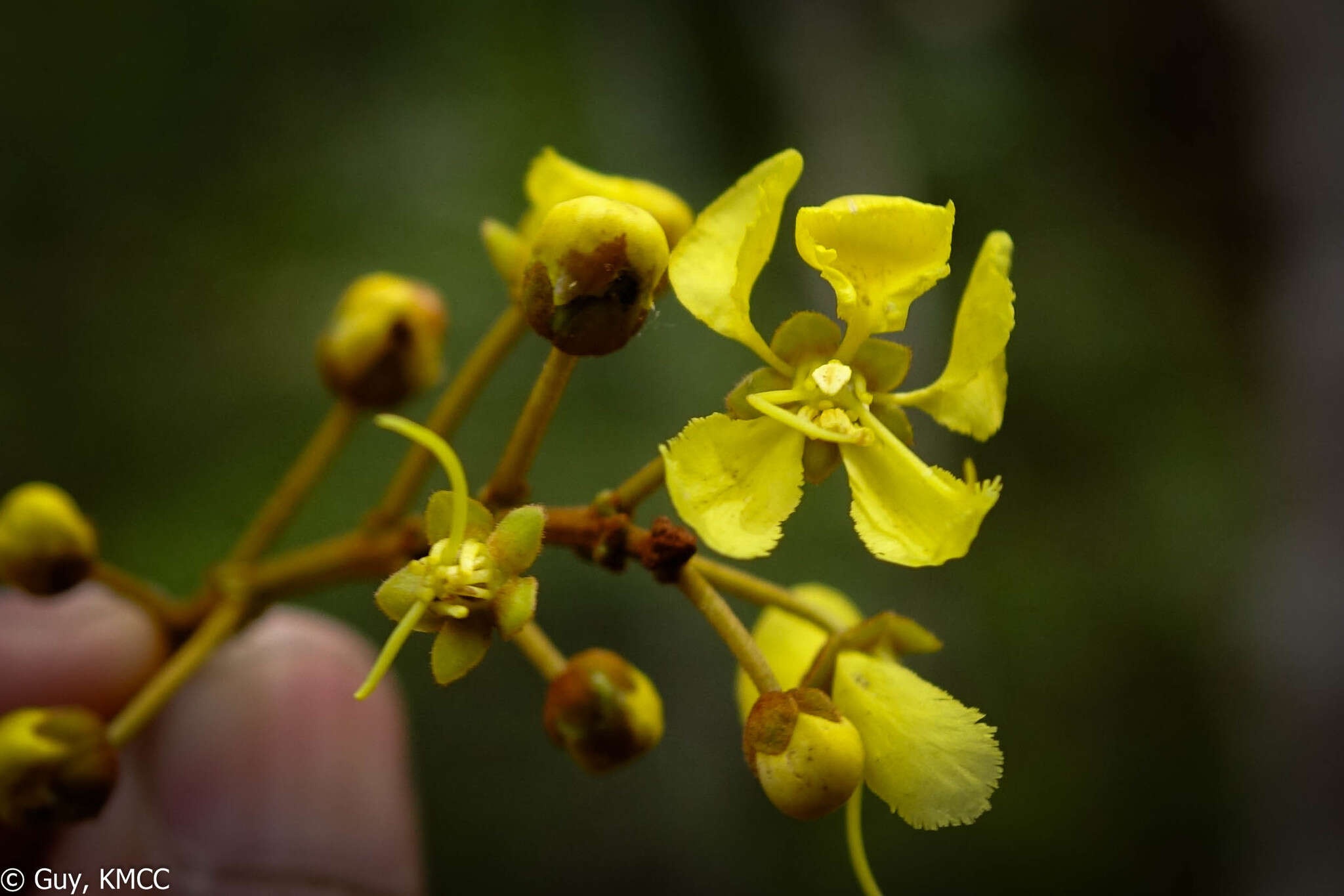 Acridocarpus excelsus subsp. perrieri Arenes的图像