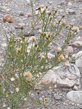 Imagem de Baccharis bolivensis (Wedd.) Cabrera