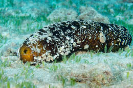 Image of Paradox Sea Cucumber