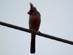 Image of Pyrrhuloxia