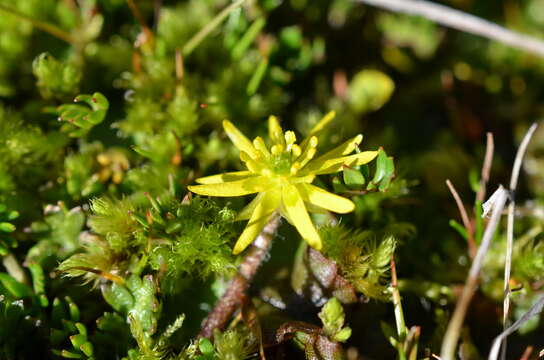 Image of Ranunculus gracilipes Hook. fil.