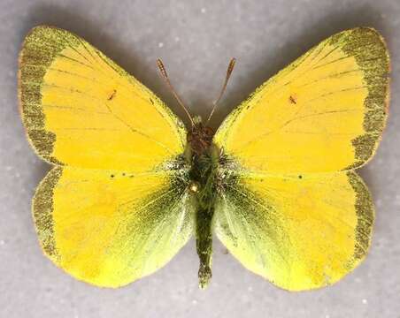 Image of Hecla Sulphur