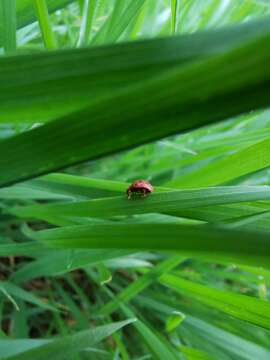 Subcoccinella的圖片