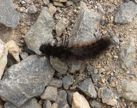 Image of southern tiger moth