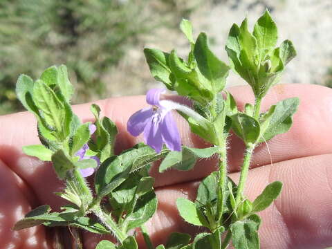 Justicia pilosella (Nees) R. A. Hilsenbeck resmi