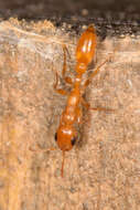 صورة Pseudomyrmex seminole Ward 1985