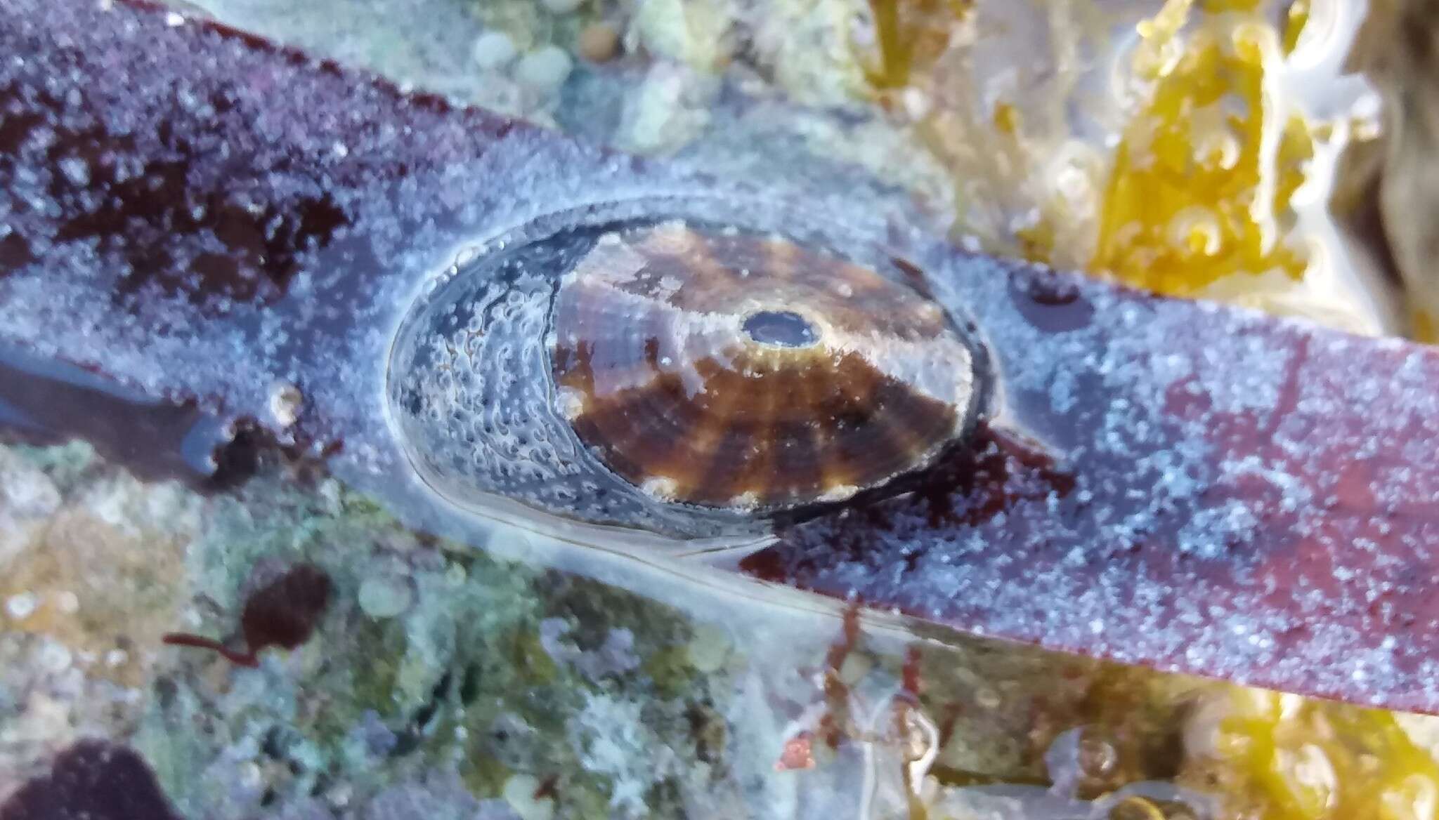 Image of Amblychilepas omicron (Crosse & P. Fischer 1864)