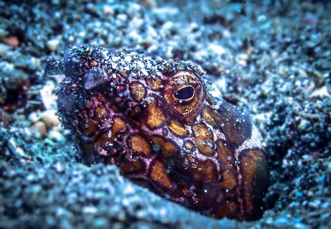 Image of Napoleon snake eel