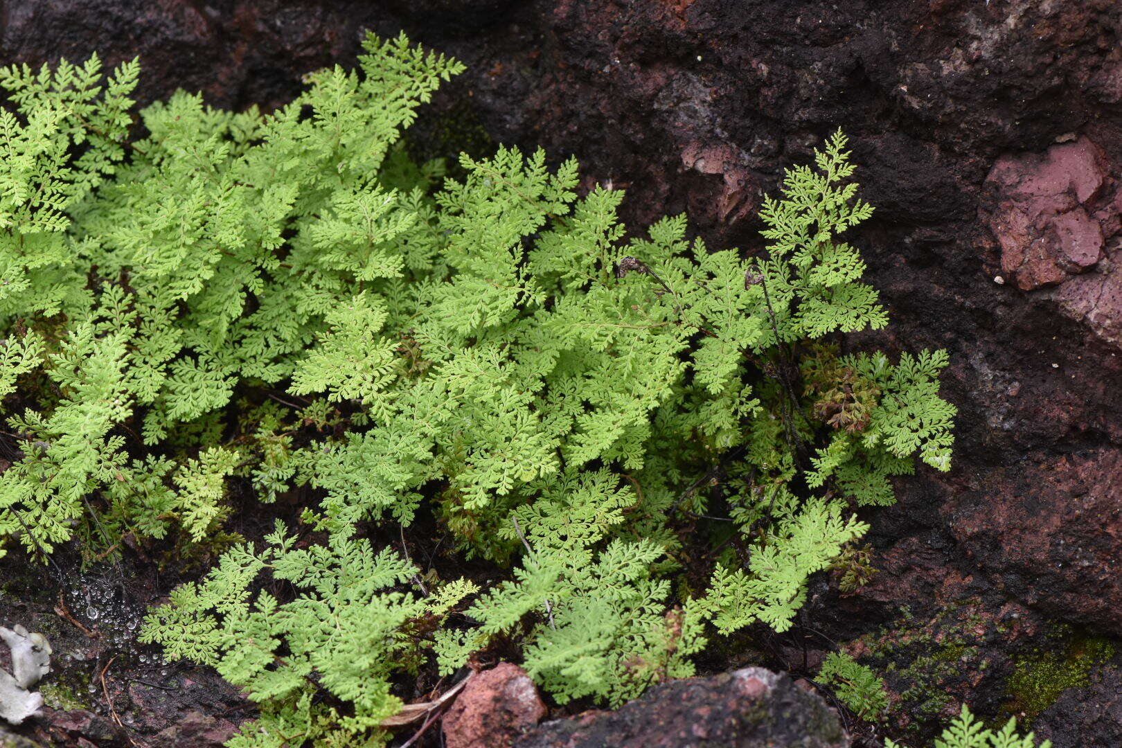 Image of Myriopteris pringlei (Davenp.) Grusz & Windham