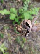 Image of mottled tuberose