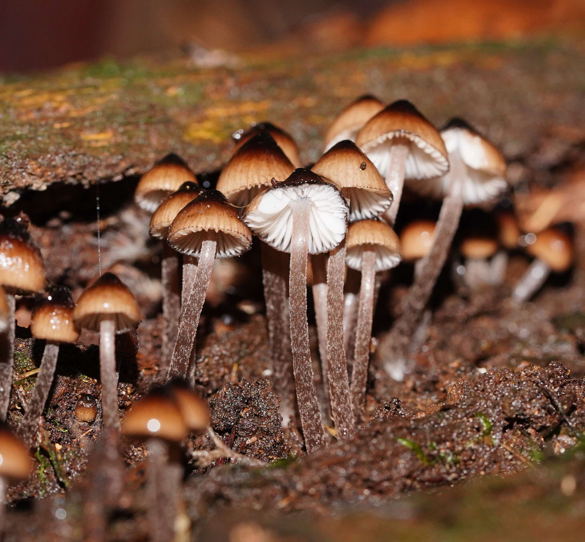 Sivun Mycena mulawaestris Grgur. 2003 kuva