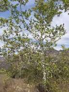 Platanus racemosa Nutt. ex Audubon的圖片