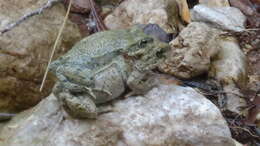 Image of Iranian Earless Toad