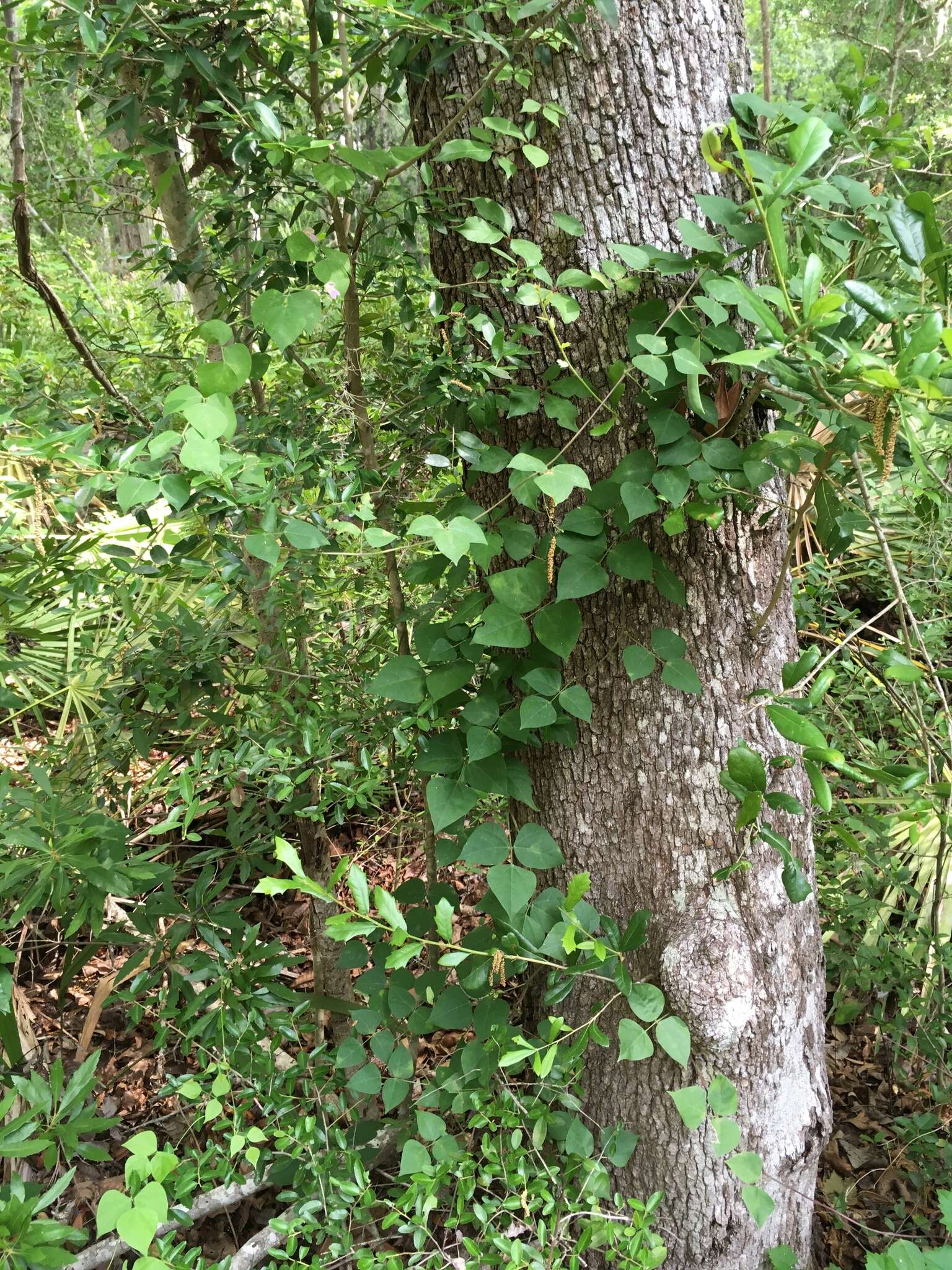 Image of Thicket Bean