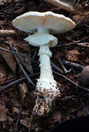 Image of Coker's amanita