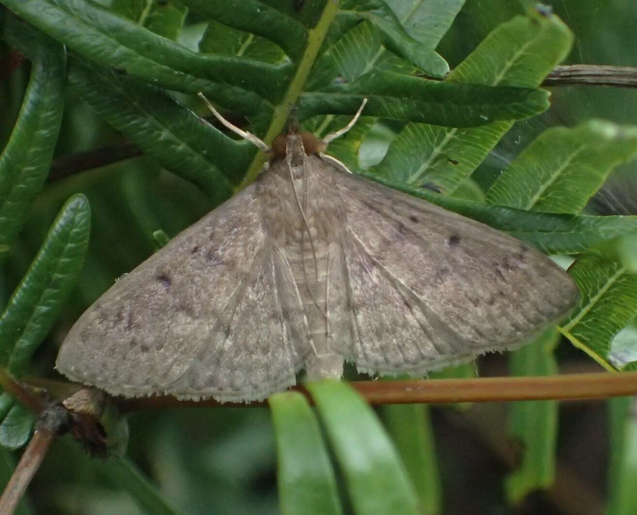 Image of Grass webworm