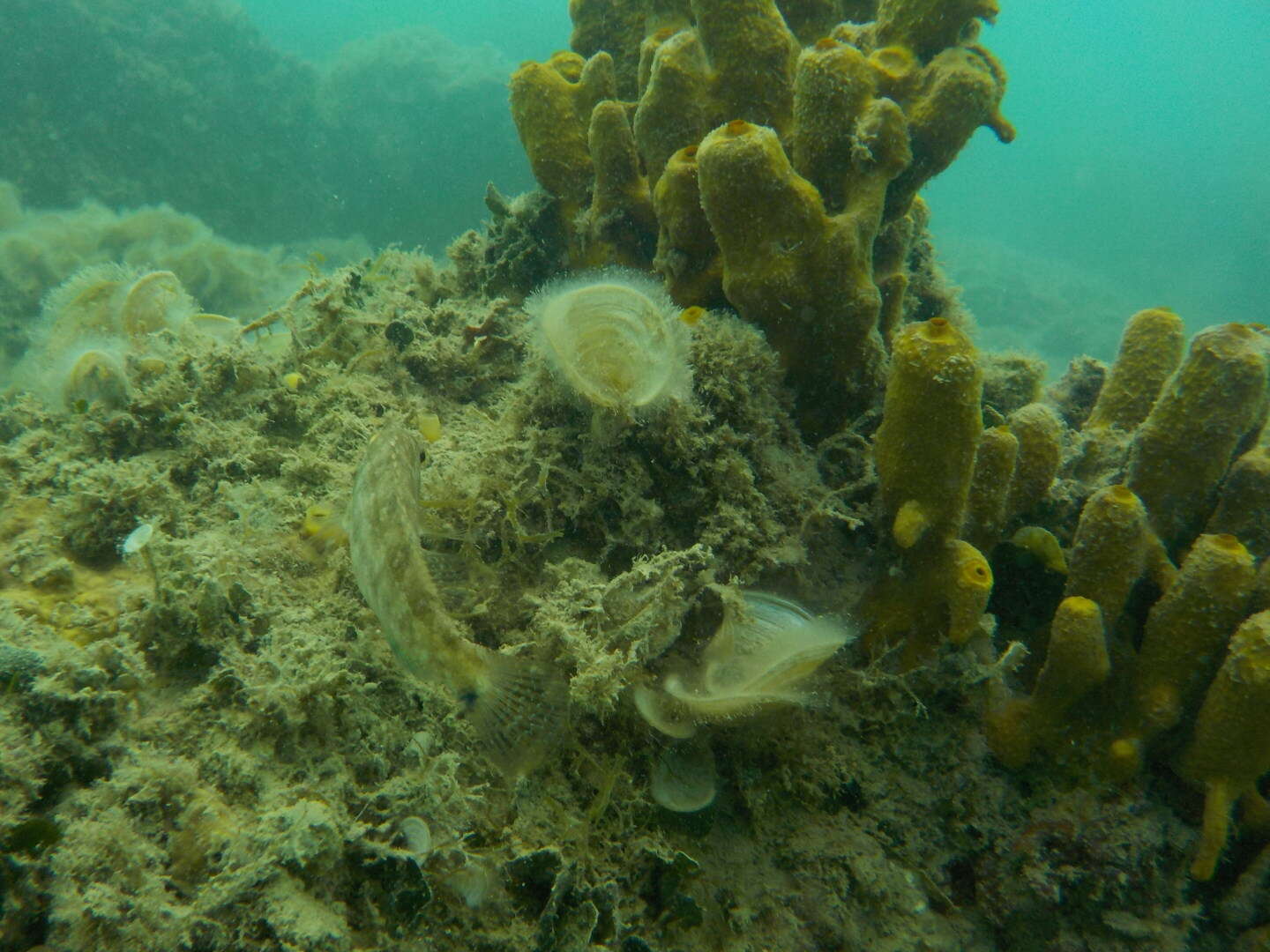 Image of Grey Wrasse