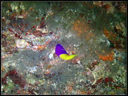 Image of Bicolor dottyback