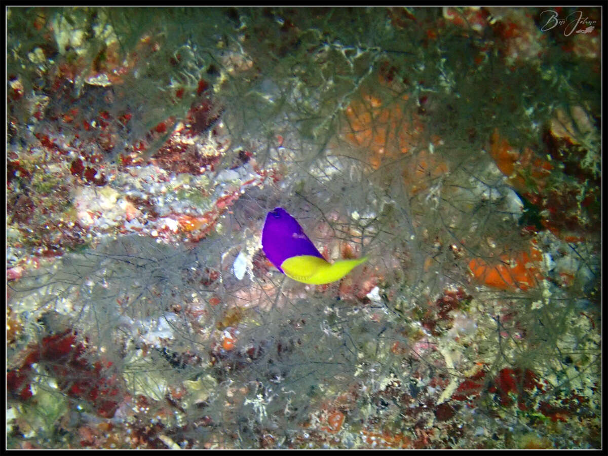 Image of Bicolor dottyback