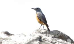 Image of Cape Rock Thrush