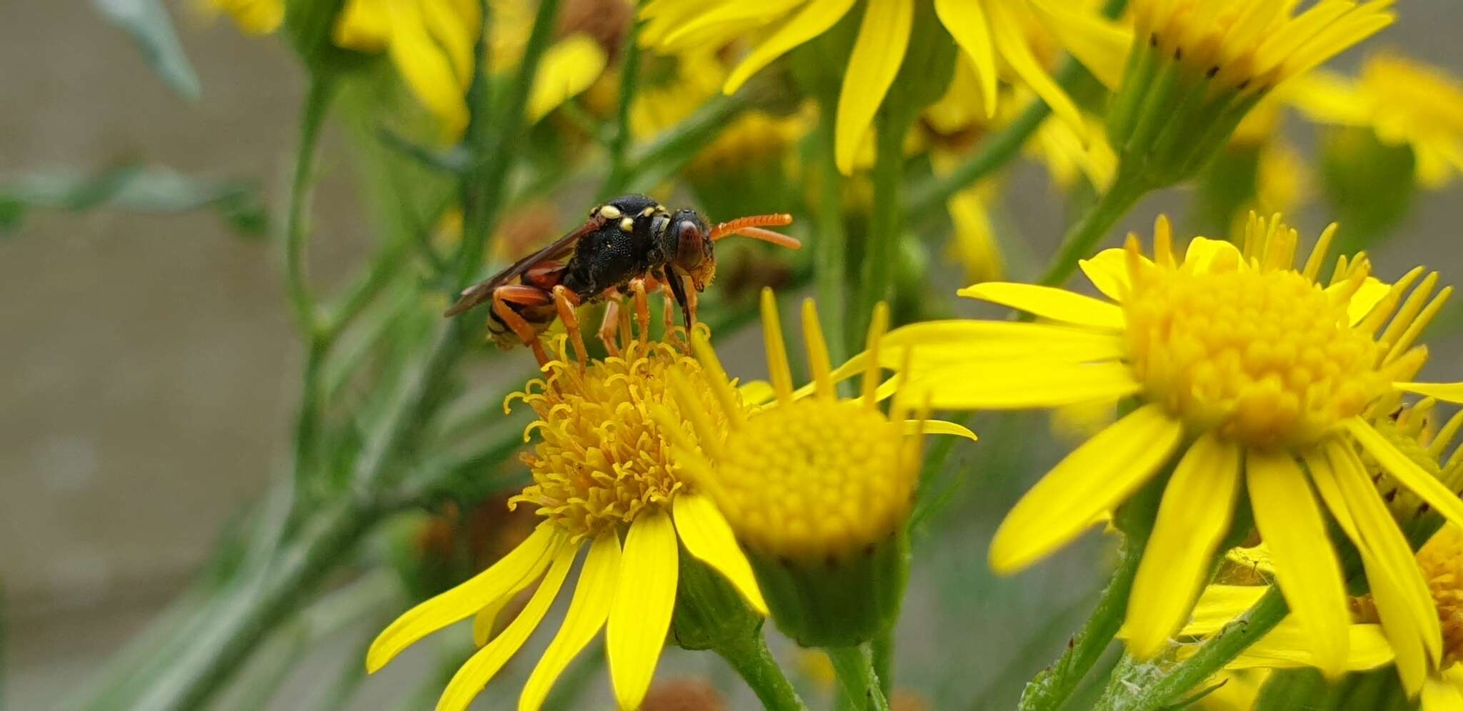 Image of Nomada fucata Panzer 1798