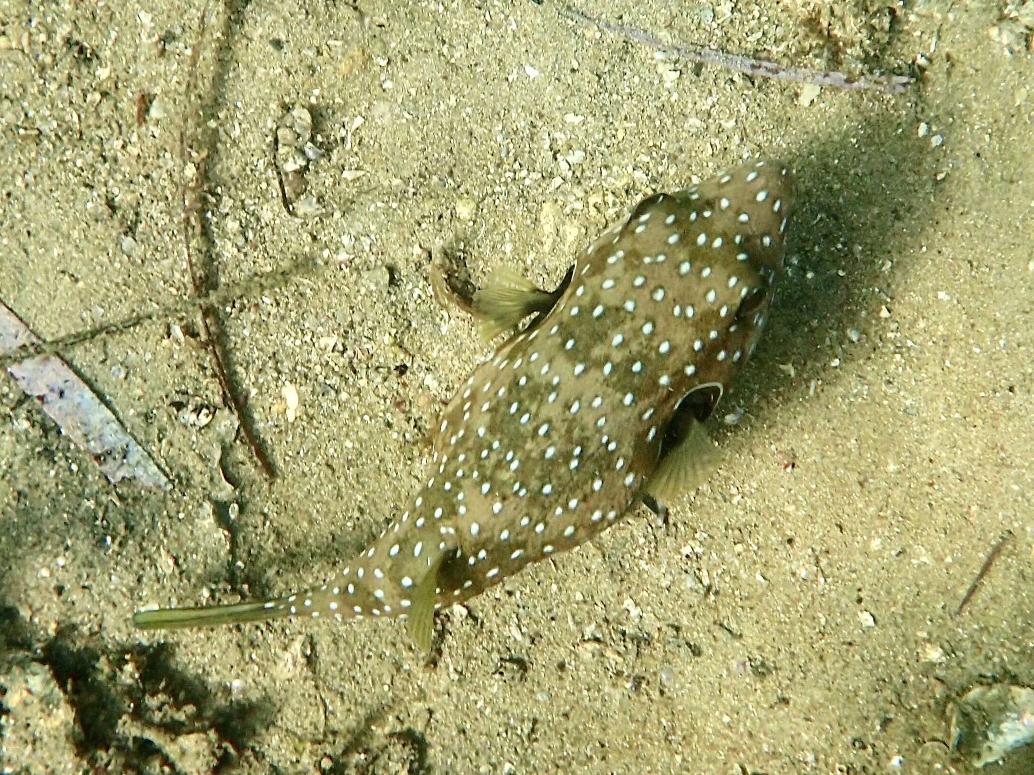 Image of Broadbarred Toadfish