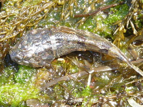 Image of Padded sculpin