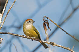 Image of Rufous-crowned Greenlet