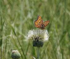 Image of Edwards' Fritillary