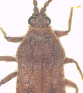 Image of Paracopium albofasciatum Hacker 1927