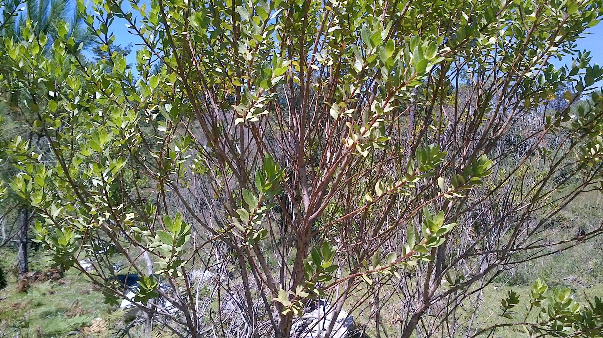 Image of Baccharis pseudovaccinioides L. Teodoro