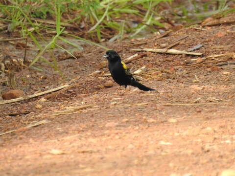 Image of Yellow-mantled Whydah