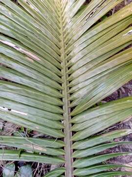 Image of Orania trispatha (J. Dransf. & N. W. Uhl) Beentje & J. Dransf.