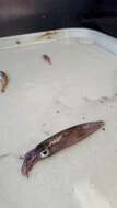 Image of Opalescent Inshore Squid
