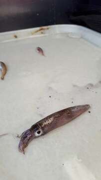 Image of Opalescent Inshore Squid