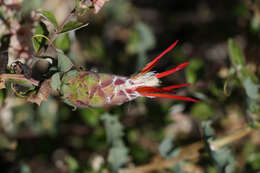 Image of Mutisia cana Poepp. & Endl.