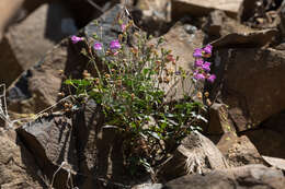 Image of cutleaf beardtongue