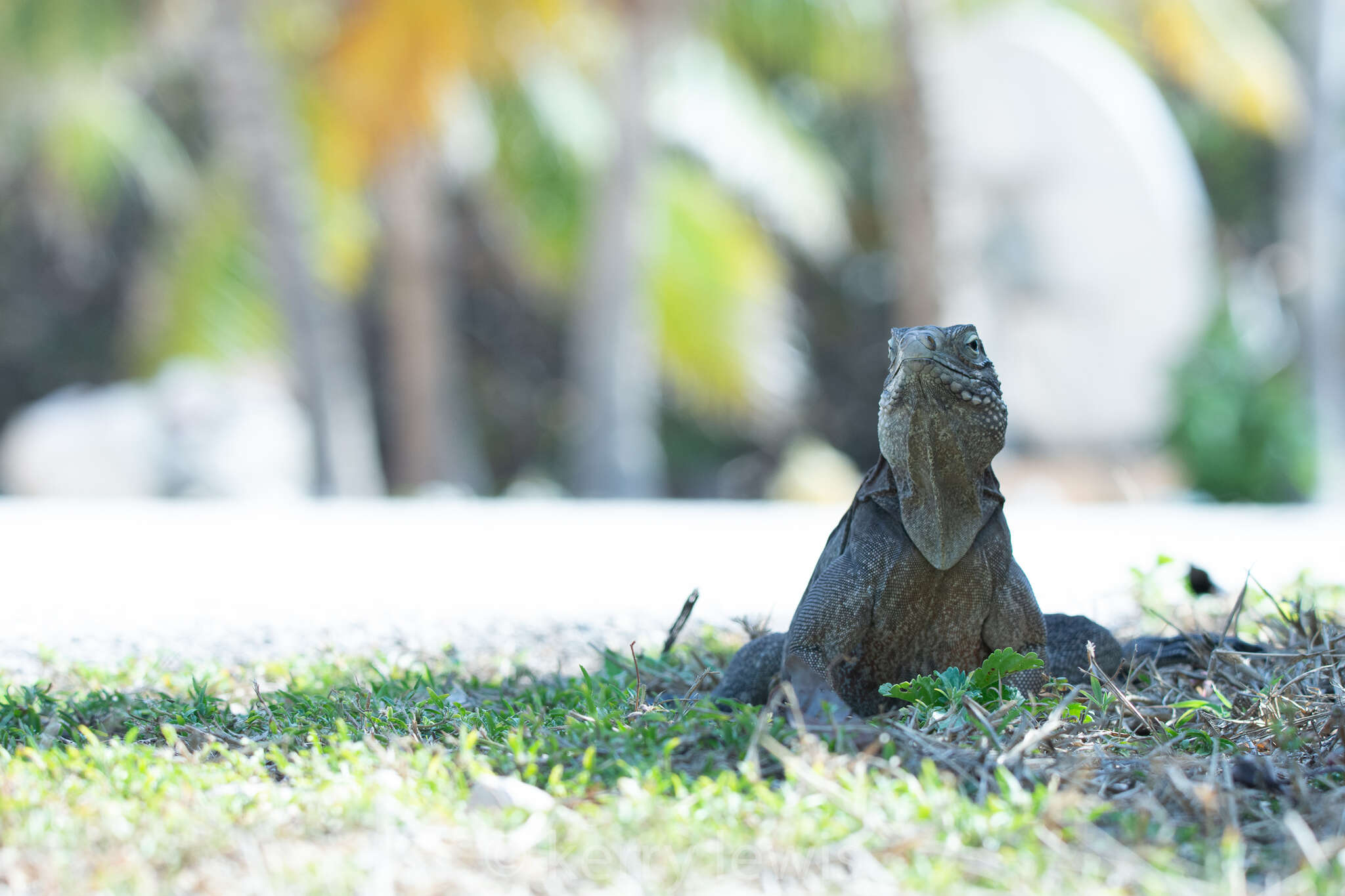 Image of Cayman Island Ground Iguana
