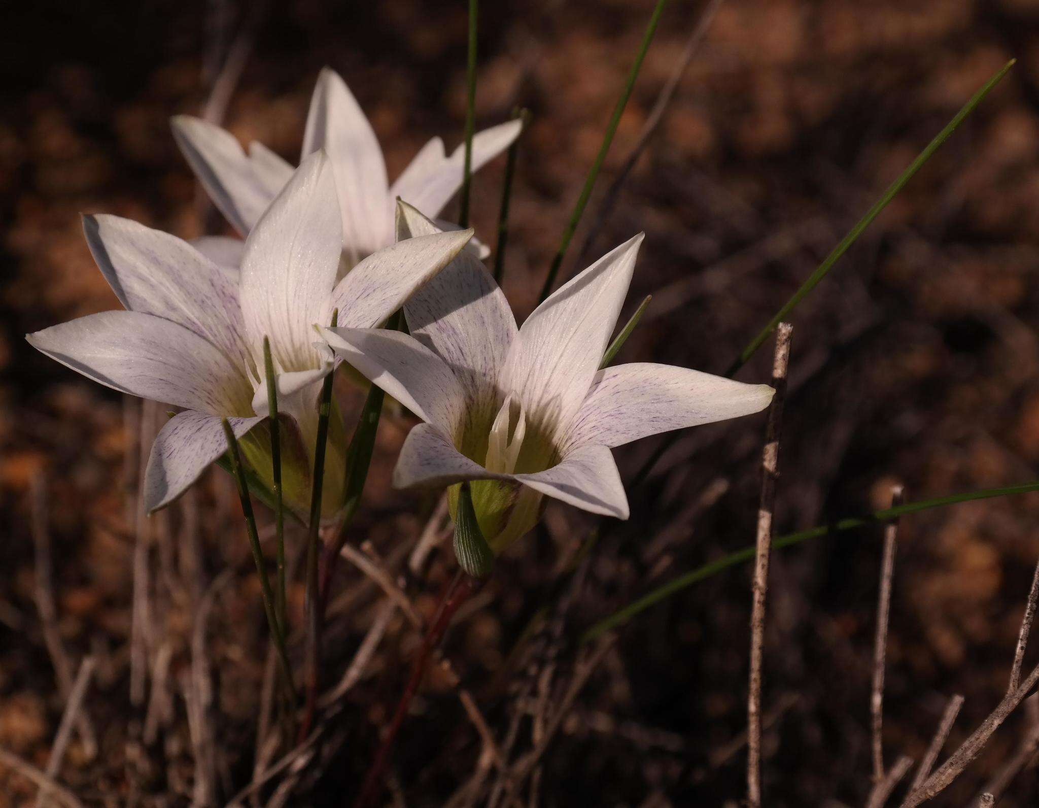 Image of Romulea flexuosa Klatt