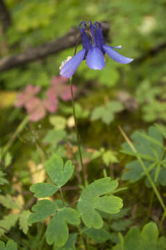 Image of fan columbine